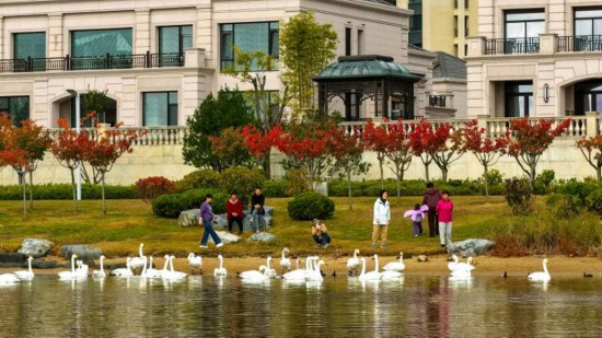 看“鸟浪”山东“观鸟游”治愈力MAX麻将胡了2模拟器试玩喂海鸥、追天鹅、(图2)